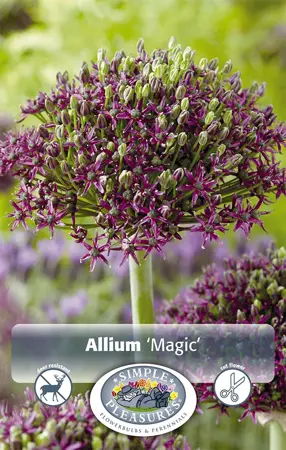 Allium Magic | Capper 16 x 5 - image 1