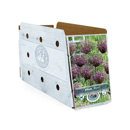 Allium Miami | Capper 15 x 8 - image 2