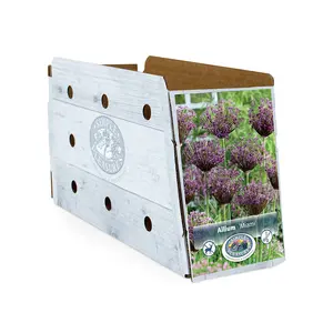 Allium Miami | Capper 15 x 8 - image 2
