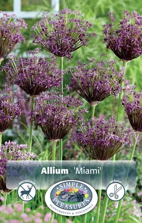 Allium Miami | Capper 15 x 8 - image 1