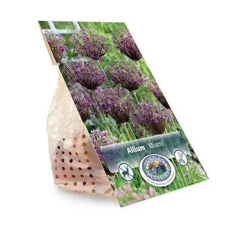 Allium Miami | Capper 15 x 8 - image 3