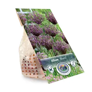 Allium Miami | Capper 15 x 8 - image 3