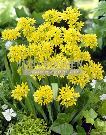 Allium Moly | Capper 30 x 20