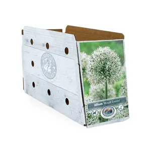 Allium Mount Everest | 20 pcs - image 2