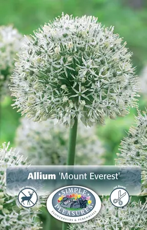 Allium Mount Everest | 20 pcs - image 1