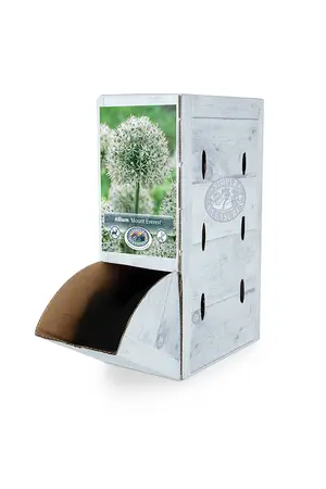 Allium Mount Everest | 25 pcs - image 2