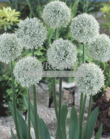 Allium Mount Everest | 25 pce