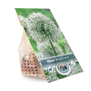 Allium Mount Everest | Cappers 8 x 15 - image 2