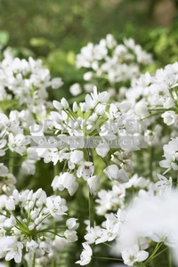 Allium Neapolitanum | Capper 30 x 20