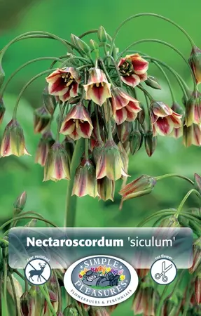Allium Nectaroscordum (siculum) | Cappers 15 x 15 - image 1