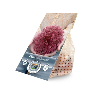 Allium Nevskianum | Cappers 2 x 20 - image 3