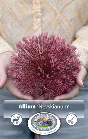 Allium Nevskianum | Cappers 2 x 20 - image 1