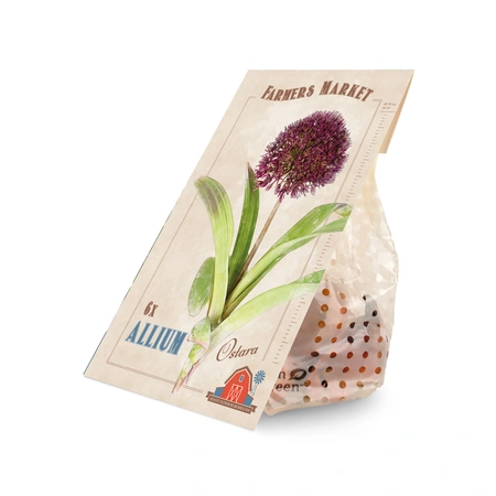 Allium Ostara | Cappers 6 x 20 - image 3