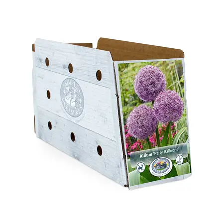 Allium Party Balloons | 20 pce - image 2