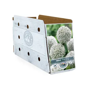 Allium Ping Pong | Cappers 10 x 15 - image 2