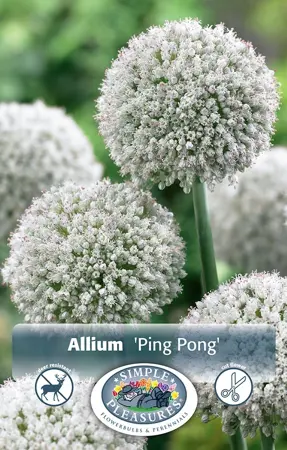 Allium Ping Pong | Cappers 10 x 15 - image 1
