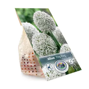 Allium Ping Pong | Cappers 10 x 15 - image 3