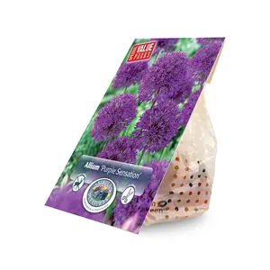 Allium Purple Sensation | Cappers 8 x 15 - image 2