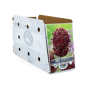 Allium Red Mohican | Cappers 2 x 25 - image 2