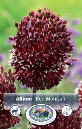 Allium Red Mohican | Cappers 2 x 25 - image 1