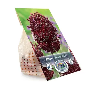 Allium Red Mohican | Cappers 2 x 25 - image 3