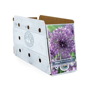 Allium Rosenbachianum | Cappers 3 x 20 - image 2