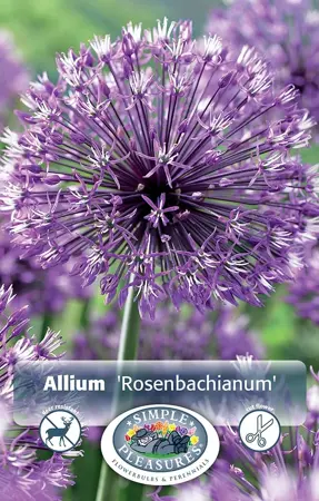 Allium Rosenbachianum | Cappers 3 x 20 - image 1