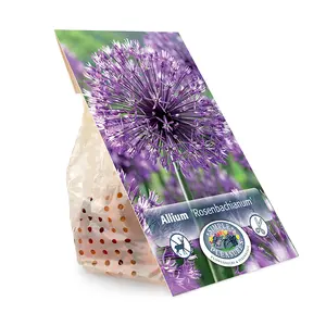 Allium Rosenbachianum | Cappers 3 x 20 - image 3