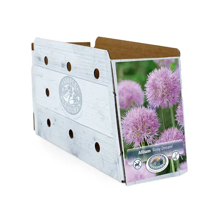 Allium Rosy Dreams | Cappers 10 x 25 - image 2