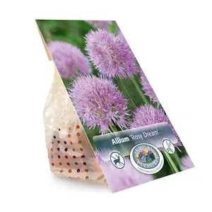 Allium Rosy Dreams | Cappers 10 x 25 - image 3