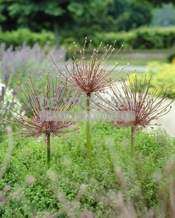 Allium Schubertii | 25 pcs