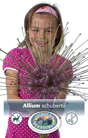 Allium Schubertii | Cappers 3 x 20 - image 1