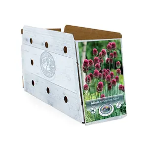 Allium Sphaerocephalon (Drumstick) | Cappers 30 x 15 - image 2