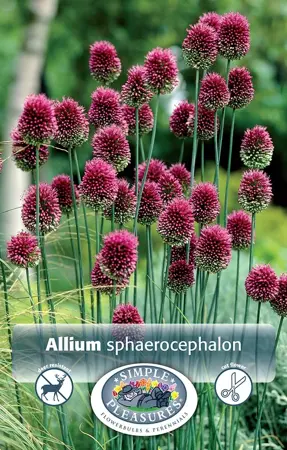 Allium Sphaerocephalon (Drumstick) | Cappers 30 x 15 - image 1