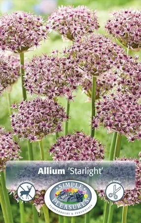 Allium Starlight | Cappers 5 x 20 - image 1