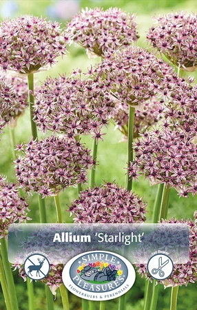 Allium Starlight | Cappers 5 x 20 - image 2