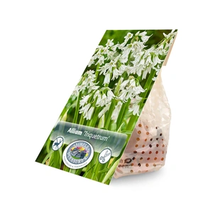 Allium Triquetrum | Cappers 10 x 20 - image 3