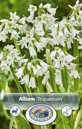 Allium Triquetrum | Cappers 10 x 20 - image 1