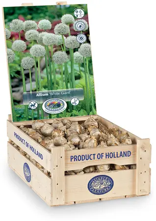 Allium White Giant | 100 pce - image 2