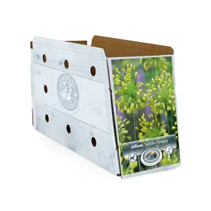 Allium Yellow Fantasy | Cappers 10 x 25 - image 2