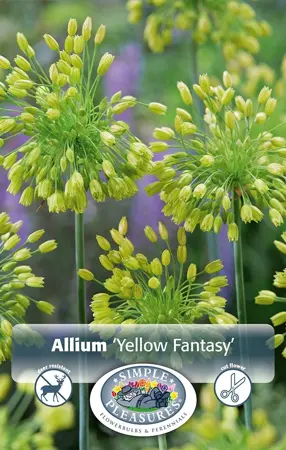 Allium Yellow Fantasy | Cappers 10 x 25 - image 1