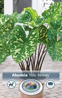 Alocasia