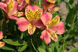 Alstroemeria majestic Avrillé | 25 pcs