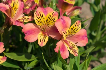 Alstroemeria majestic Avrillé | 250 pcs