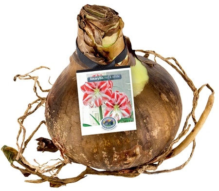 Amaryllis (Hippeastrum) Amaryllis Red & White Striped | 12 pce - image 2