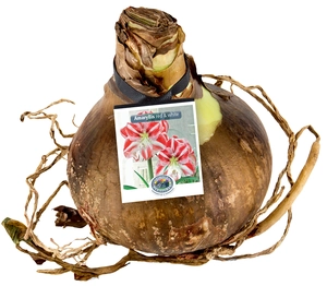 Amaryllis (Hippeastrum) Amaryllis Red & White Striped | 12 pce - image 2