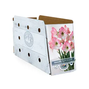 Amaryllis (Hippeastrum) Apple Blossom | 10 pce - image 2
