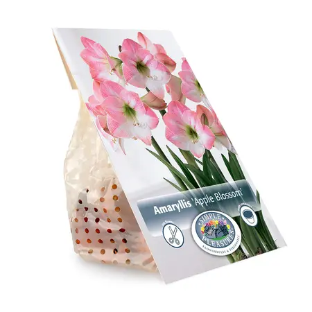 Amaryllis (Hippeastrum) Apple Blossom | 10 pce - image 3