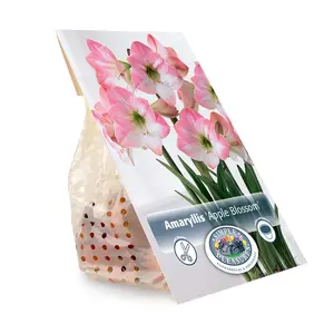 Amaryllis (Hippeastrum) Apple Blossom | 10 pce - image 3