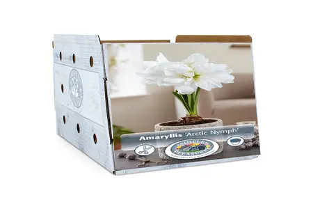 Amaryllis (Hippeastrum) Arctic Nymph | 10 pce - image 2